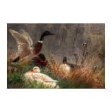 "Ducks", Fritz Lange (D&uuml;sseldorf 1851 &ndash; 1922 D&uuml;sseldorf), 1880, oil on canvas