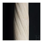 A narwhal tusk (monodon monoceros)