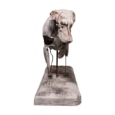 Anatomisches Hundemodell (Muskelhund), Willy Z&uuml;gel (M&uuml;nchen 1876 &ndash; 1950 Wolkenhof/Murrhardt), fr&uuml;hes 20. Jhdt.