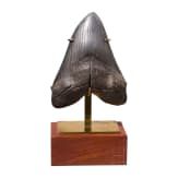 Megalodon-Zahn auf St&auml;nder, 10,3 - 3,6 Mio. Jahre alt