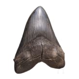 Megalodon-Zahn auf St&auml;nder, 10,3 - 3,6 Mio. Jahre alt