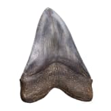 Megalodon-Zahn auf St&auml;nder, 10,3 - 3,6 Mio. Jahre alt