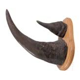 Rhinozeros-Troph&auml;e, S&uuml;dafrika, um 1920/30