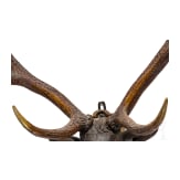 A German carved wooden deer trophy, 18th century
