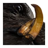 A Berchtesgaden carved wooden boar head trophy, ca. 1880