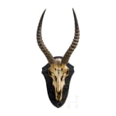 Fetischstab der Bakundu in Kamerun und Springbock-Troph&auml;e aus Deutsch-S&uuml;dwestafrika