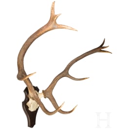 Zwei Jagdtroph&auml;en Hirschgeweih