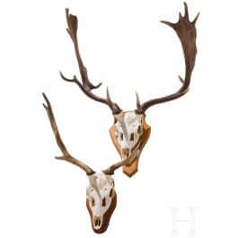 Two Swiss or Scandinavian fallow deer heads, 20th century