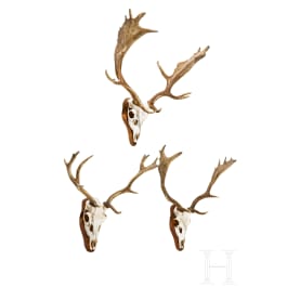 Three Swiss or Scandinavian fallow deer heads, 20th century