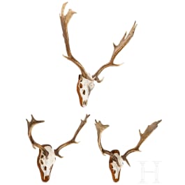 Three Swiss or Scandinavian fallow deer heads, 20th century