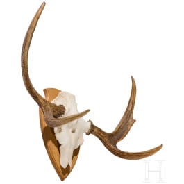 A Swedish moose's head, 20th century