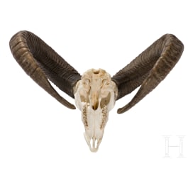 An Austrian mouflon trophy, 20th century