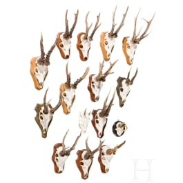 15 German/Austrian/Swedish deer antlers, 20th century