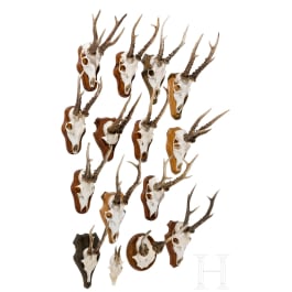 15 German/Austrian/Swedish deer antlers, 20th century