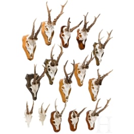 15 German/Austrian/Swedish deer antlers, 20th century