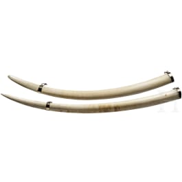 A pair of African elephant tusks, 1972