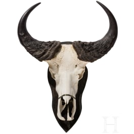 A South African trophy of an African buffalo, 20th century