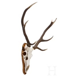 A Swedish red deer's head, 20th century