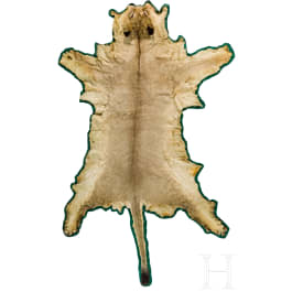 A South African lion skin, 20th century