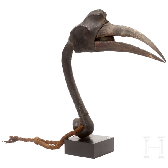 A head of a hornbill, Papua New Guinea