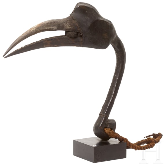 A head of a hornbill, Papua New Guinea