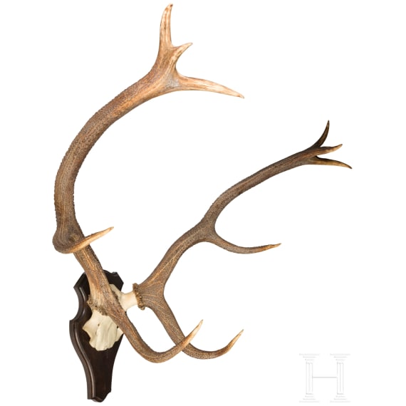 Zwei Jagdtroph&auml;en Hirschgeweih