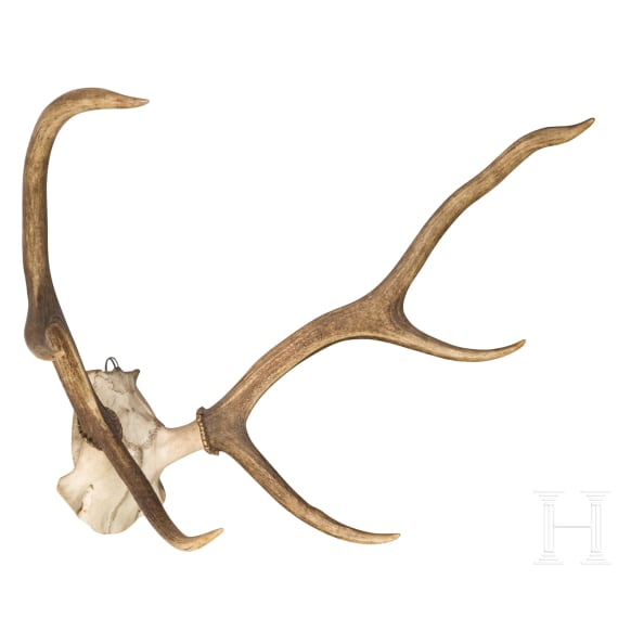 Zwei Jagdtroph&auml;en Hirschgeweih