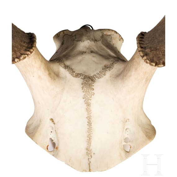 Zwei Jagdtroph&auml;en Hirschgeweih