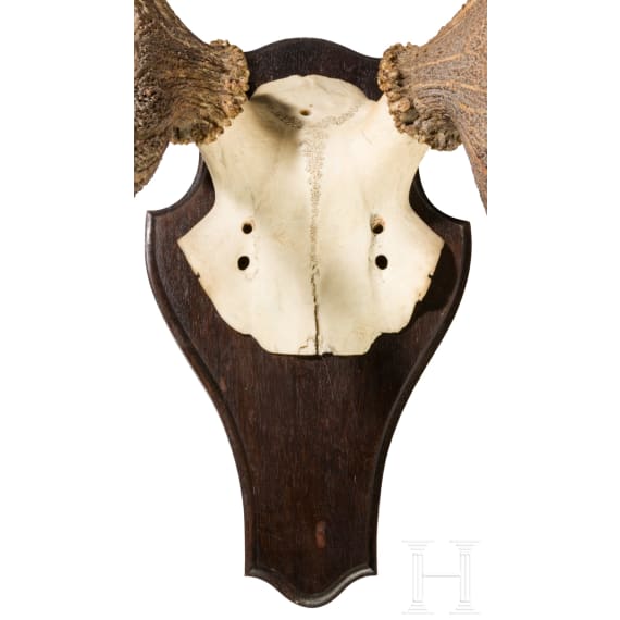 Zwei Jagdtroph&auml;en Hirschgeweih