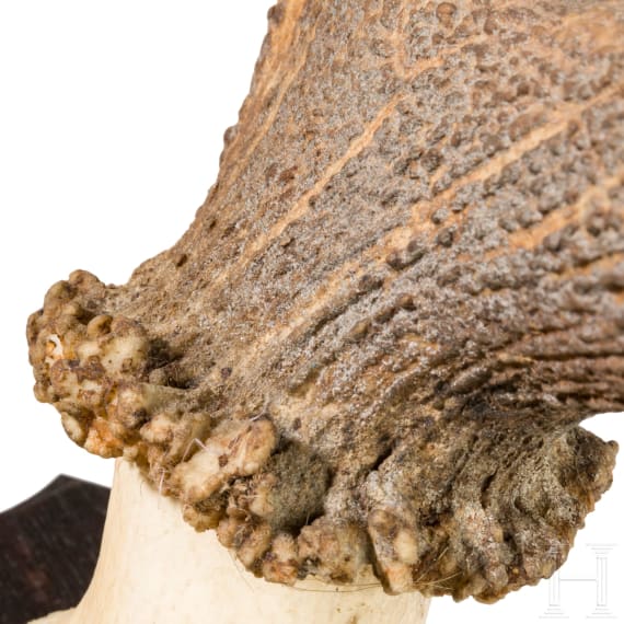 Zwei Jagdtroph&auml;en Hirschgeweih