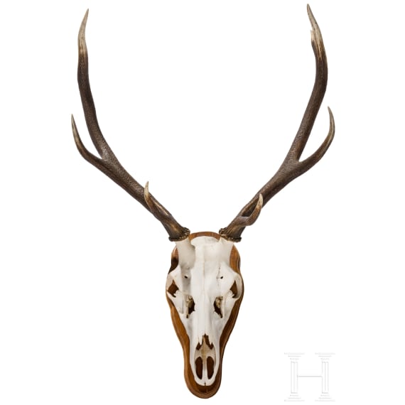 A Swedish red deer's head, 20th century