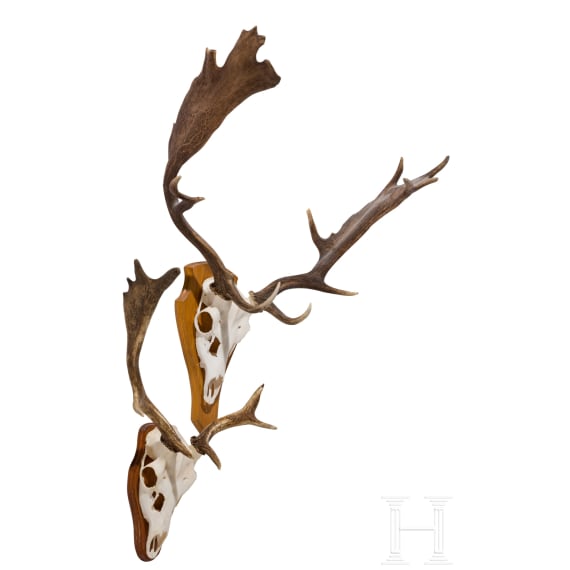 Two Swiss or Scandinavian fallow deer heads, 20th century