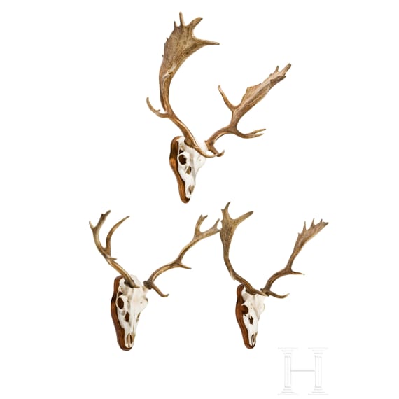 Three Swiss or Scandinavian fallow deer heads, 20th century