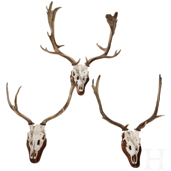 Three Swiss or Scandinavian fallow deer heads, 20th century