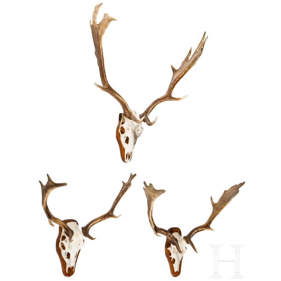 Three Swiss or Scandinavian fallow deer heads, 20th century