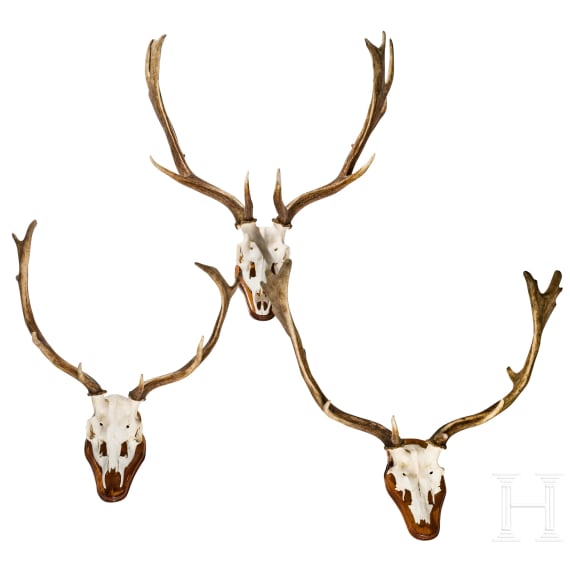 Three Swiss or Scandinavian fallow deer heads, 20th century