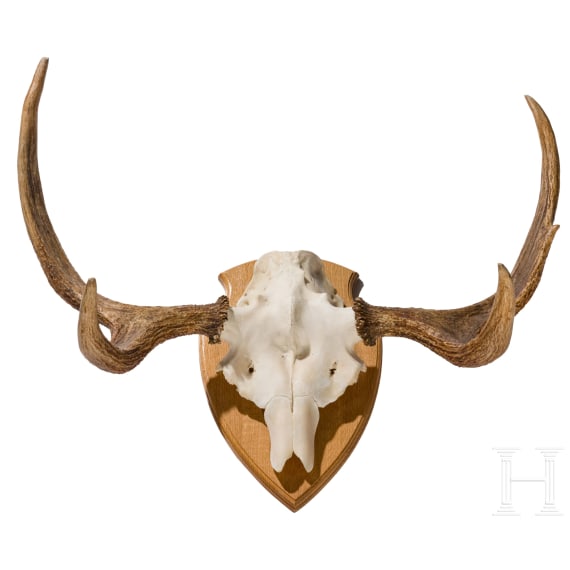 A Swedish moose's head, 20th century