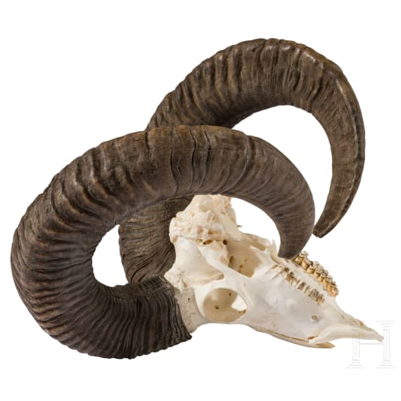 An Austrian mouflon trophy, 20th century