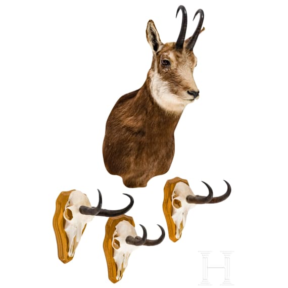 Four Austrian chamois trophies, 20th century