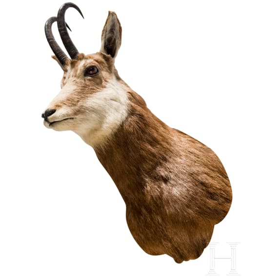 Four Austrian chamois trophies, 20th century