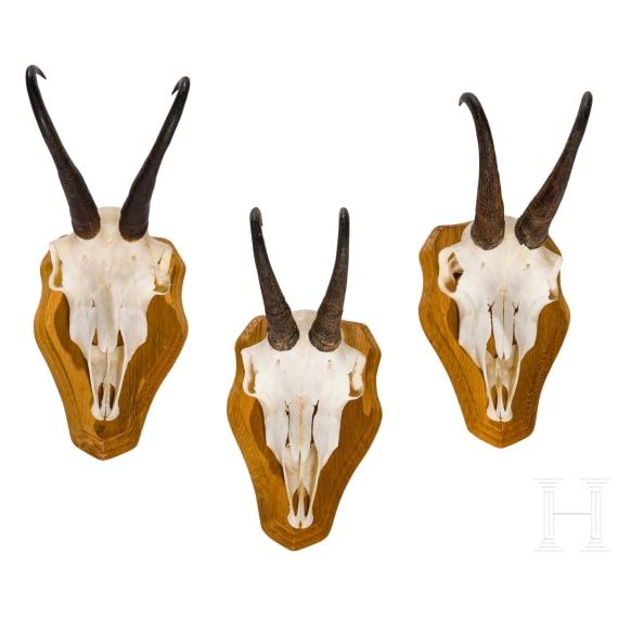 Four Austrian chamois trophies, 20th century