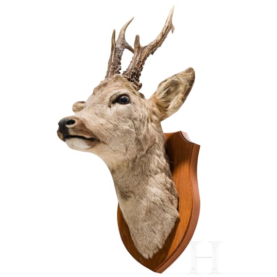 Ten German or Austrian deer trophies, 20th century