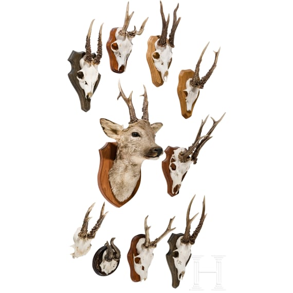 Ten German or Austrian deer trophies, 20th century
