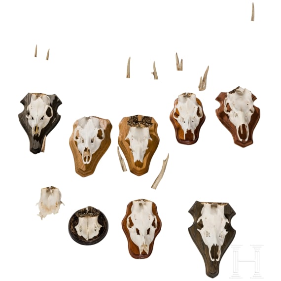 Ten German or Austrian deer trophies, 20th century