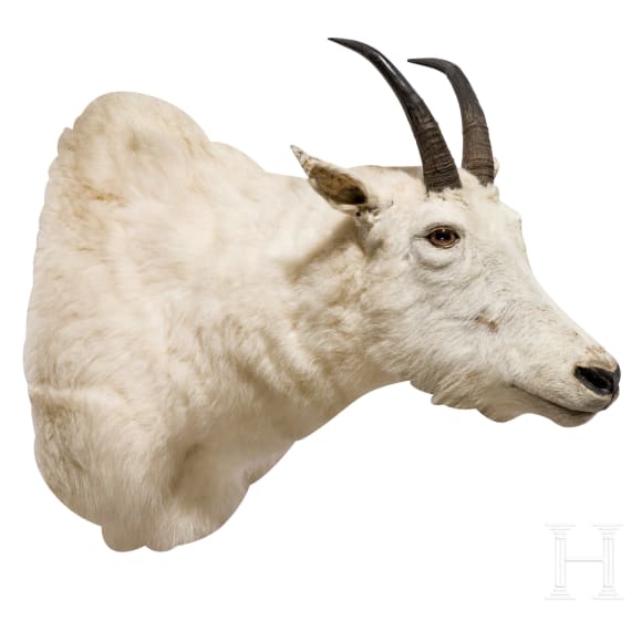 A trophy of a North American mountain goat, 20th century