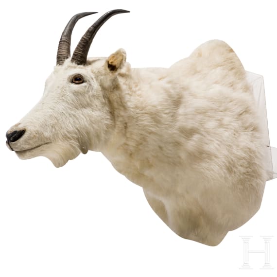A trophy of a North American mountain goat, 20th century