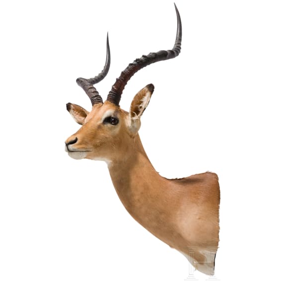 An East or South African Impala trophy, 20th century