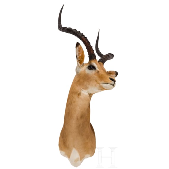 An East or South African Impala trophy, 20th century
