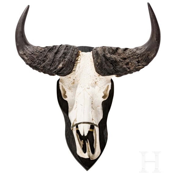 A South African trophy of an African buffalo, 20th century