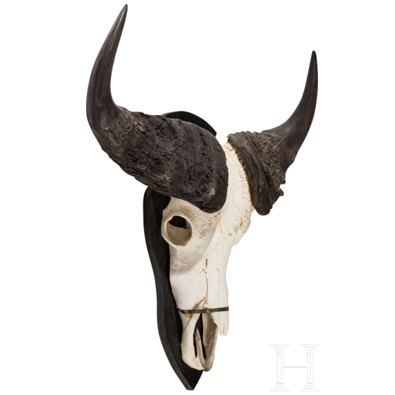 A South African trophy of an African buffalo, 20th century